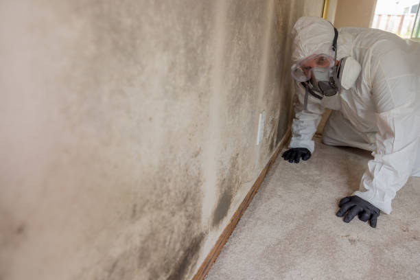 Best Environmental Consulting for Mold Prevention  in Carrington, ND